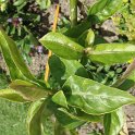 Odontonema stricta